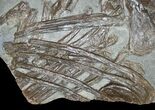 Partial Ichthyosaur From Posidonia Shale - x #9256-4